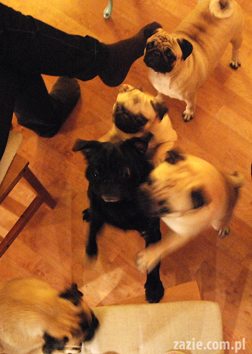spotkanie mopsiarzy mopsy kumok miszur pajda bułka kromka balbinka klops hector leon moma mops pug pugs