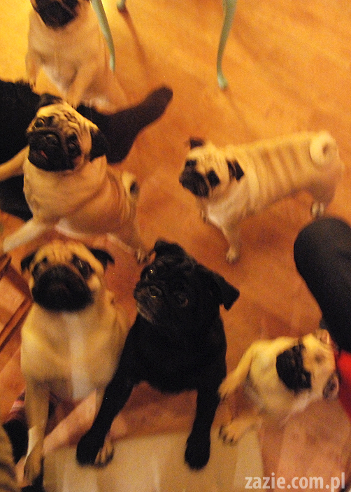 spotkanie mopsiarzy mopsy kumok miszur pajda bułka kromka balbinka klops hector leon moma mops pug pugs