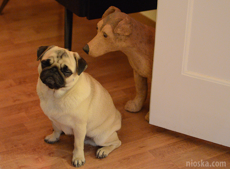 spotkanie mopsiarzy mopsy kumok miszur pajda bułka kromka balbinka klops hector leon moma mops pug pugs