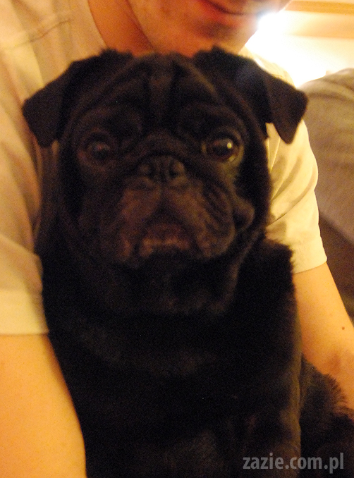 spotkanie mopsiarzy mopsy kumok miszur pajda bułka kromka balbinka klops hector leon moma mops pug pugs