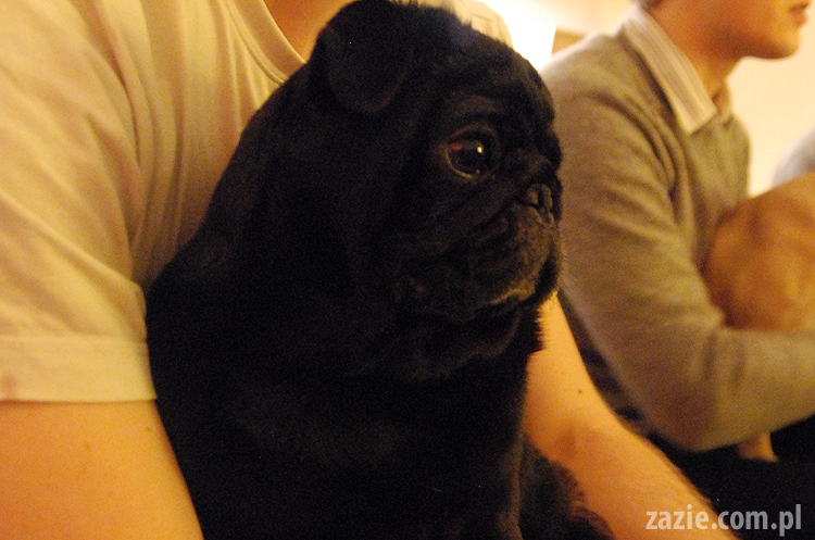 spotkanie mopsiarzy mopsy kumok miszur pajda bułka kromka balbinka klops hector leon moma mops pug pugs