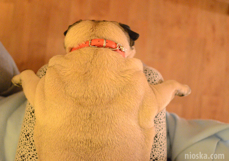 spotkanie mopsiarzy mopsy kumok miszur pajda bułka kromka balbinka klops hector leon moma mops pug pugs