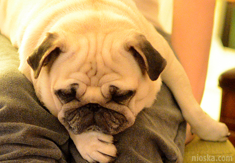 spotkanie mopsiarzy mopsy kumok miszur pajda bułka kromka balbinka klops hector leon moma mops pug pugs