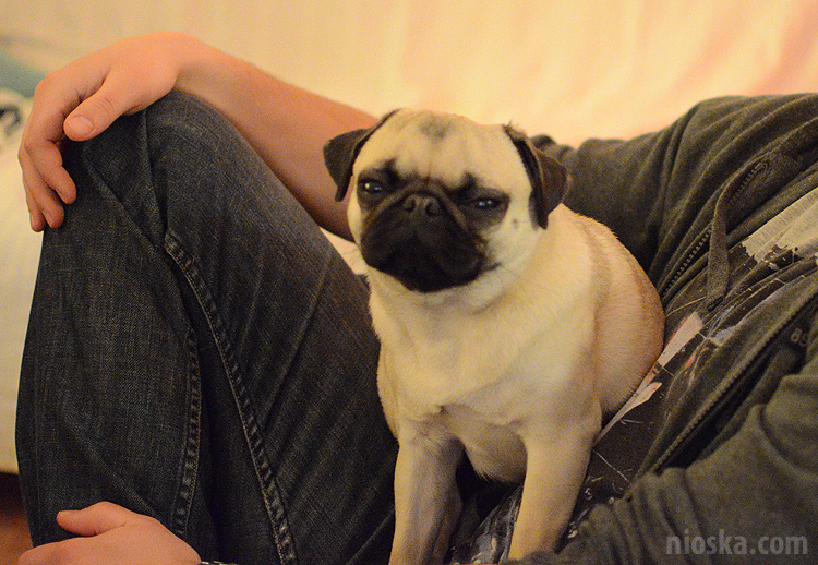 spotkanie mopsiarzy mopsy kumok miszur pajda bułka kromka balbinka klops hector leon moma mops pug pugs