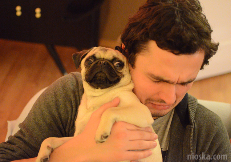 spotkanie mopsiarzy mopsy kumok miszur pajda bułka kromka balbinka klops hector leon moma mops pug pugs