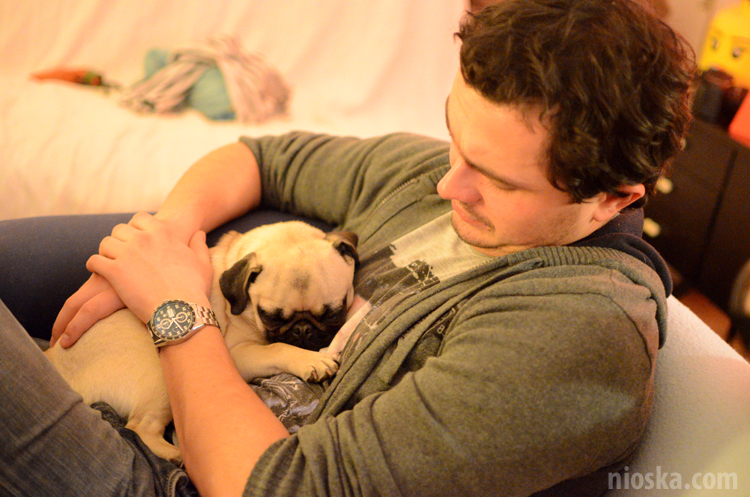 spotkanie mopsiarzy mopsy kumok miszur pajda bułka kromka balbinka klops hector leon moma mops pug pugs