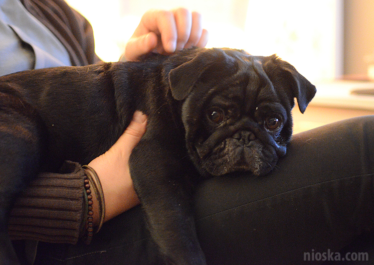 spotkanie mopsiarzy mopsy kumok miszur pajda bułka kromka balbinka klops hector leon moma mops pug pugs