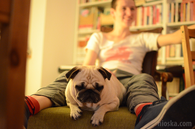 spotkanie mopsiarzy mopsy kumok miszur pajda bułka kromka balbinka klops hector leon moma mops pug pugs