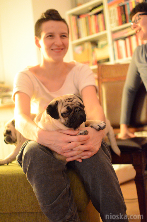 spotkanie mopsiarzy mopsy kumok miszur pajda bułka kromka balbinka klops hector leon moma mops pug pugs