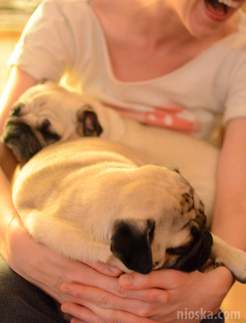 spotkanie mopsiarzy mopsy kumok miszur pajda bułka kromka balbinka klops hector leon moma mops pug pugs