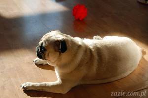 Kumok i Miszur on the sofa [+filmik]