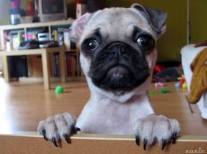 mała biała kiełbasa.