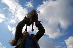 (mo)psie pole mokotowskie i przybysze z innych planet