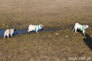 mopsy szukają wiosny na polu mokotowskim