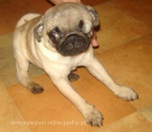 kto pokocha mopsią Syrenkę?