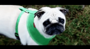 mopsy w natarciu! [filmik]