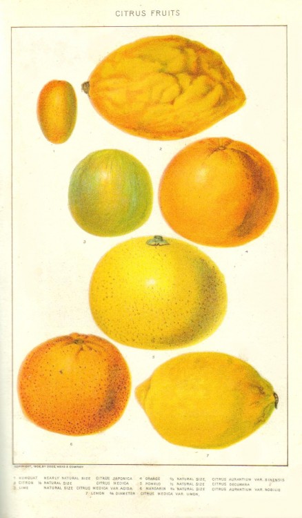 botanical-fruits-citrus-fruits