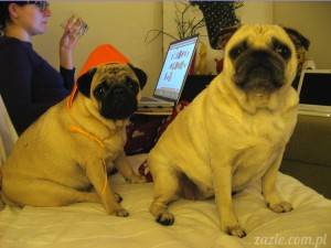 ecie pecie wieczór kwiecie-ń