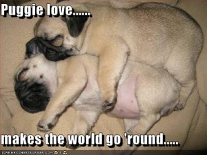 jak miło być mopsikiem    [filmik!]