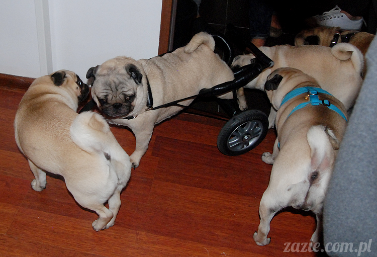 Grupa Ochoczo: Sputnik Studio, Nioska, Syd Breslauer, Zazie & Latający Mops