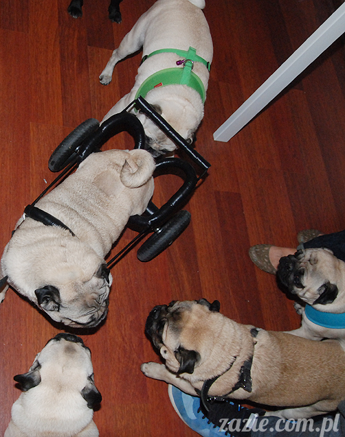 Grupa Ochoczo: Sputnik Studio, Nioska, Syd Breslauer, Zazie & Latający Mops