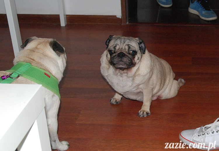 Grupa Ochoczo: Sputnik Studio, Nioska, Syd Breslauer, Zazie & Latający Mops