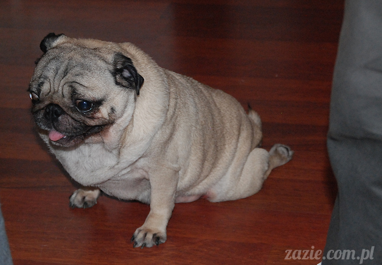 Grupa Ochoczo: Sputnik Studio, Nioska, Syd Breslauer, Zazie & Latający Mops