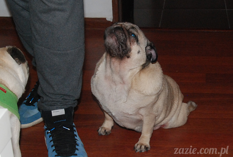 Grupa Ochoczo: Sputnik Studio, Nioska, Syd Breslauer, Zazie & Latający Mops