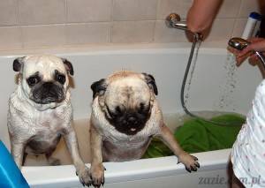 maupki w kąpieli czyli: jak wykąpać dwa niegrzeczne mopsiki