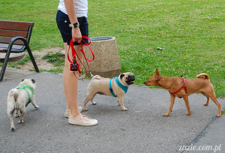 mopsiki mopsy Kumok i Miszur w parku