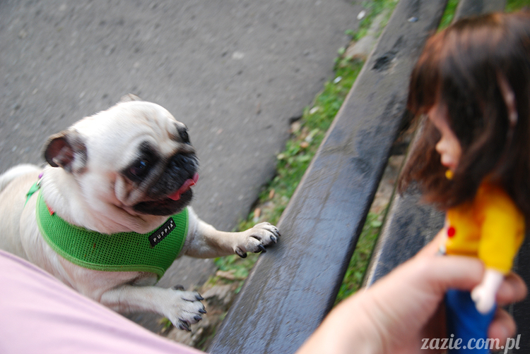 mopsiki mopsy Kumok i Miszur w parku