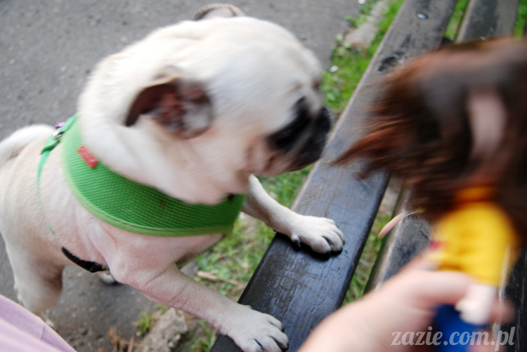 mopsiki mopsy Kumok i Miszur w parku