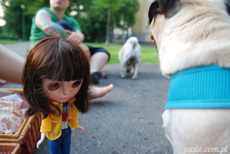 mopsiki mopsy Kumok i Miszur w parku