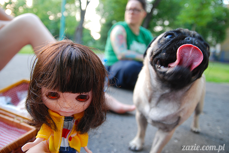 mopsiki mopsy Kumok i Miszur w parku