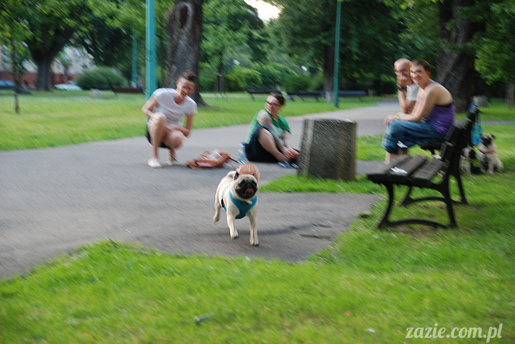 mopsiki mopsy Kumok i Miszur w parku