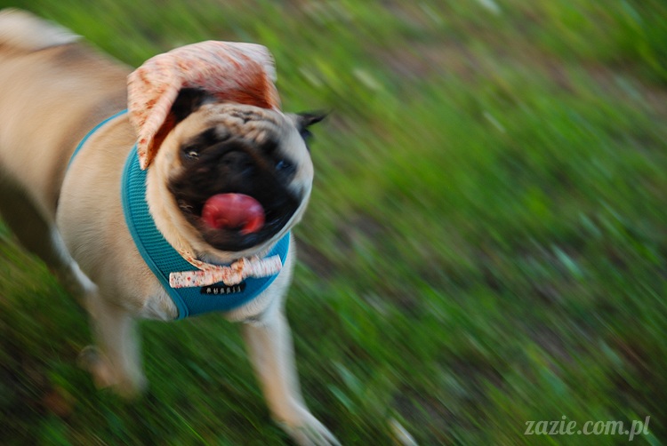 mopsiki mopsy Kumok i Miszur w parku