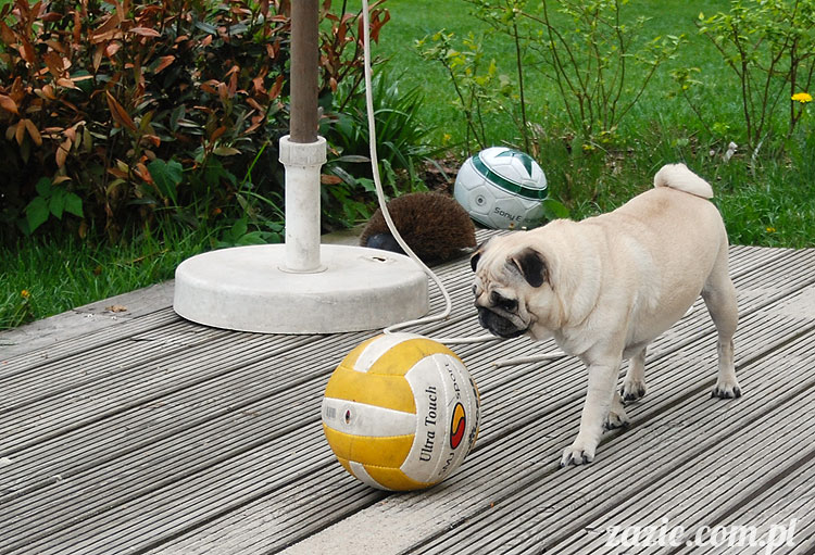  pug pugs mopsy mopsiki Kumok Miszur 