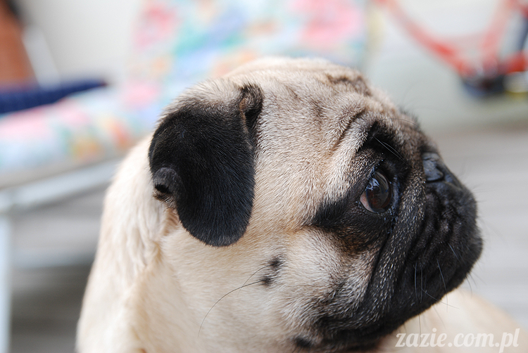  pug pugs mopsy mopsiki Kumok Miszur 