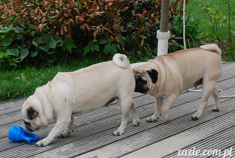  pug pugs mopsy mopsiki Kumok Miszur 