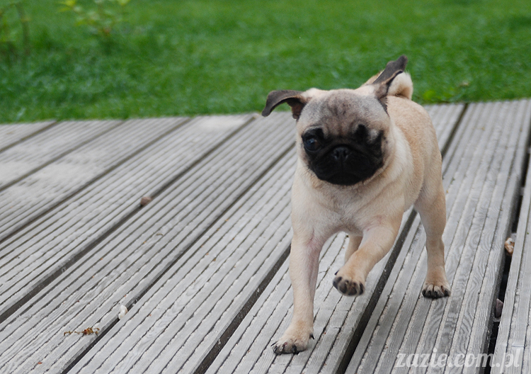  pug pugs mopsy mopsiki Kumok Miszur 