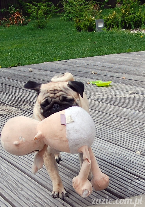  pug pugs mopsy mopsiki Kumok Miszur 