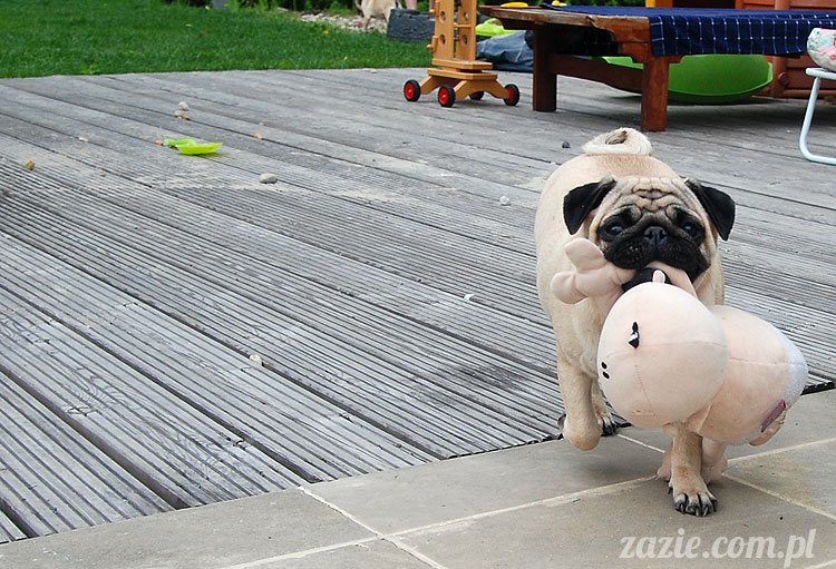  pug pugs mopsy mopsiki Kumok Miszur 