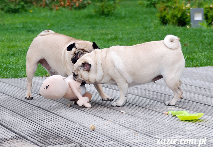  pug pugs mopsy mopsiki Kumok Miszur 