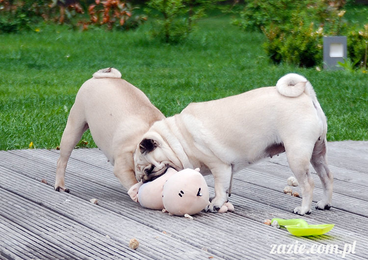  pug pugs mopsy mopsiki Kumok Miszur 