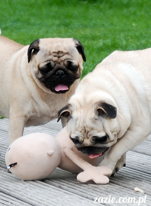  pug pugs mopsy mopsiki Kumok Miszur 