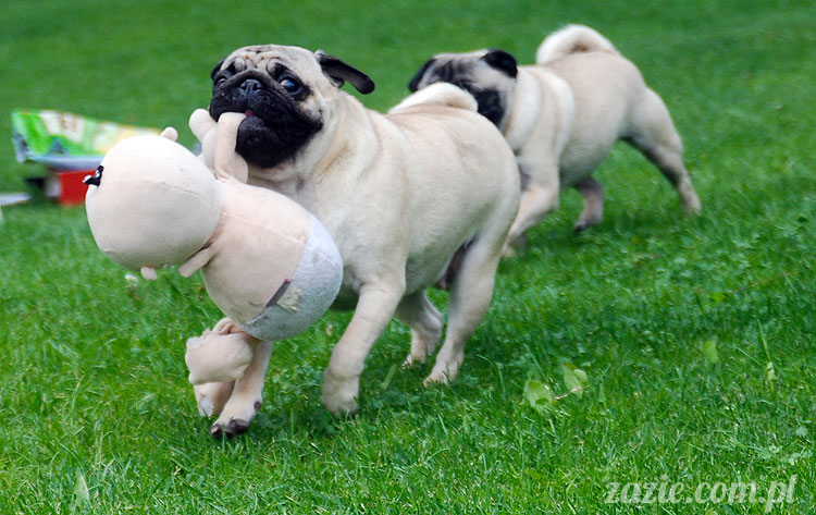  pug pugs mopsy mopsiki Kumok Miszur 