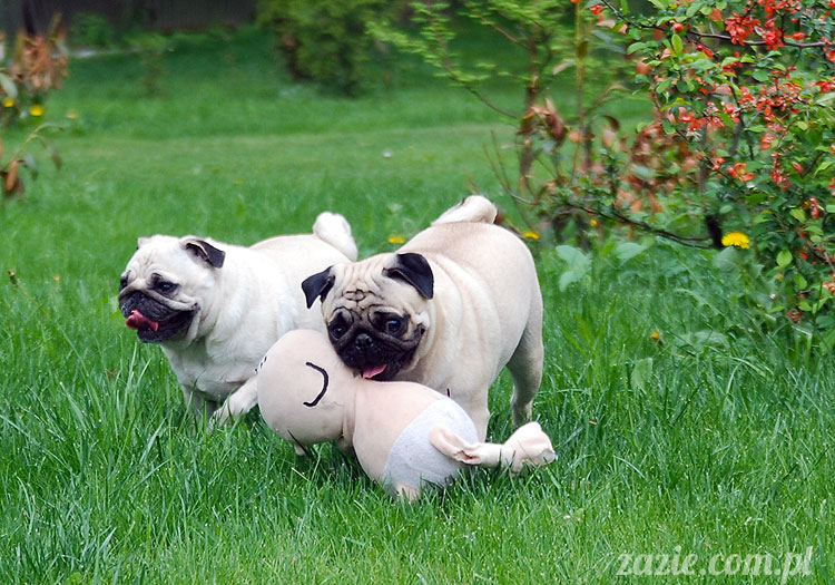  pug pugs mopsy mopsiki Kumok Miszur 