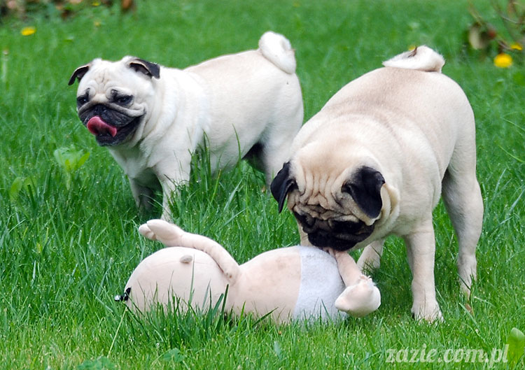  pug pugs mopsy mopsiki Kumok Miszur 