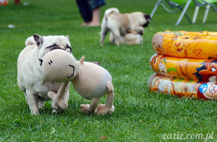  pug pugs mopsy mopsiki Kumok Miszur 