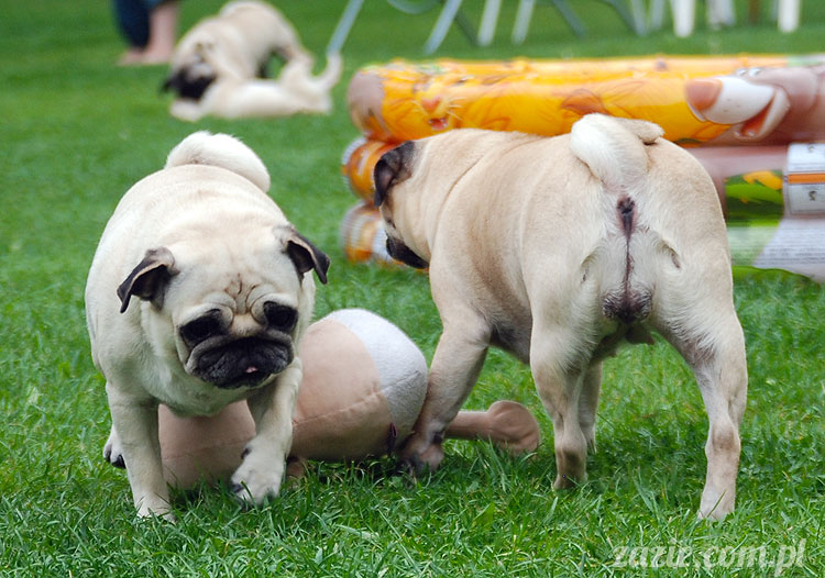  pug pugs mopsy mopsiki Kumok Miszur 